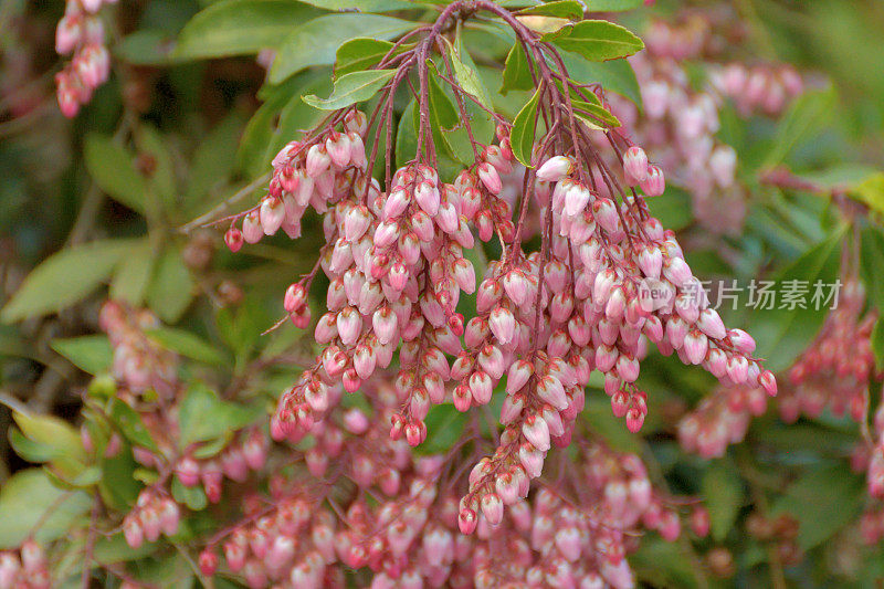 Pieris japonica /日本仙女座花